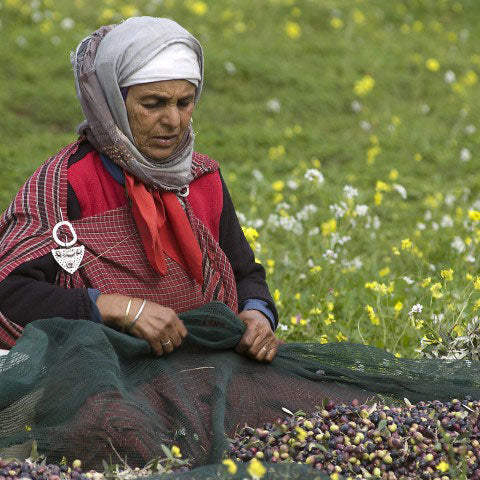 Black Olive Spread Production