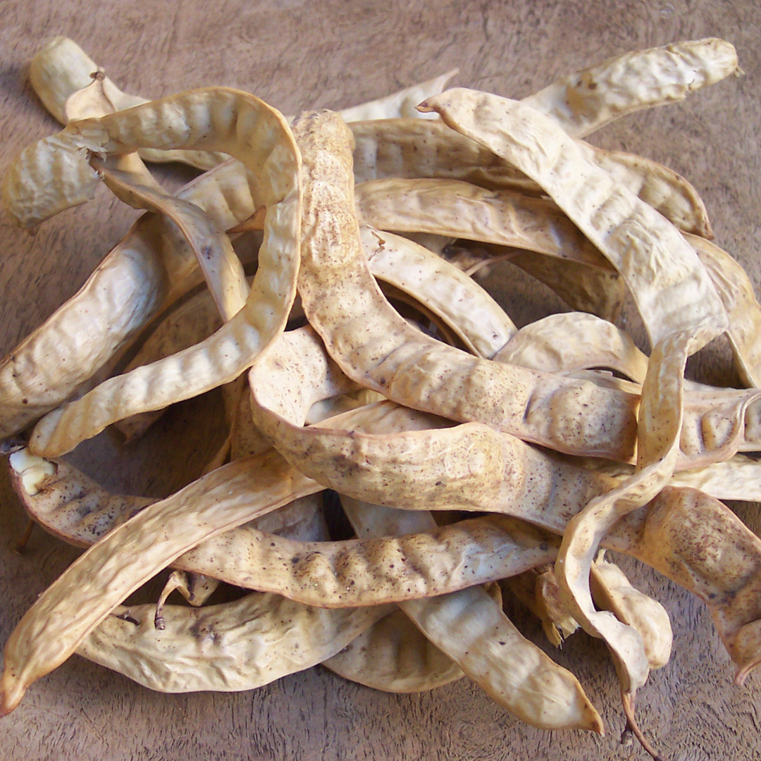 Wild Mesquite