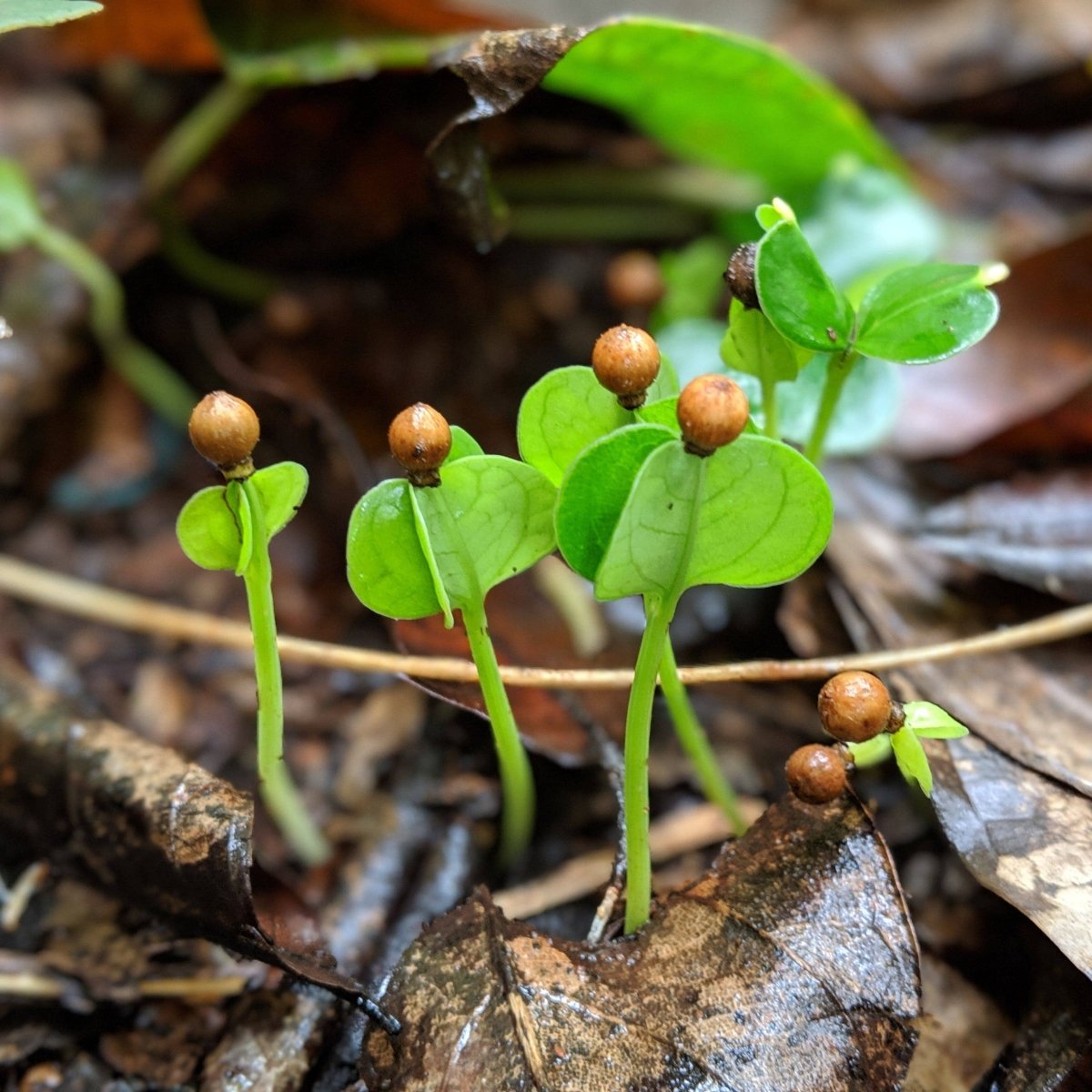 Zanzibar Black Peppercorns - The Savory Pantry
