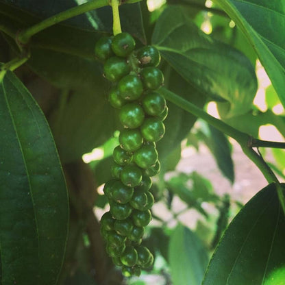 Zanzibar Black Peppercorns - The Savory Pantry