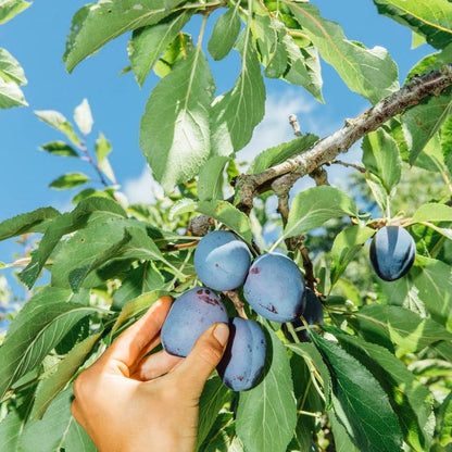 Island Plum Spoon Preserves - The Savory Pantry
