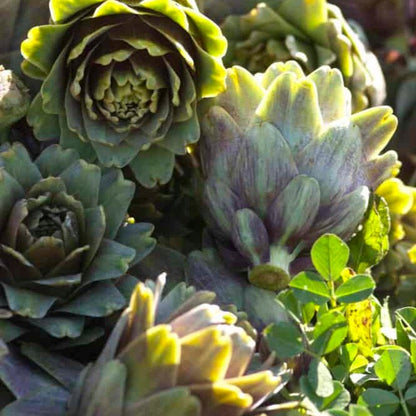 Organic Artichoke Spread - The Savory Pantry