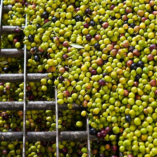 Elixir Despinyolada Extra Virgin Olive Oil (Spain)