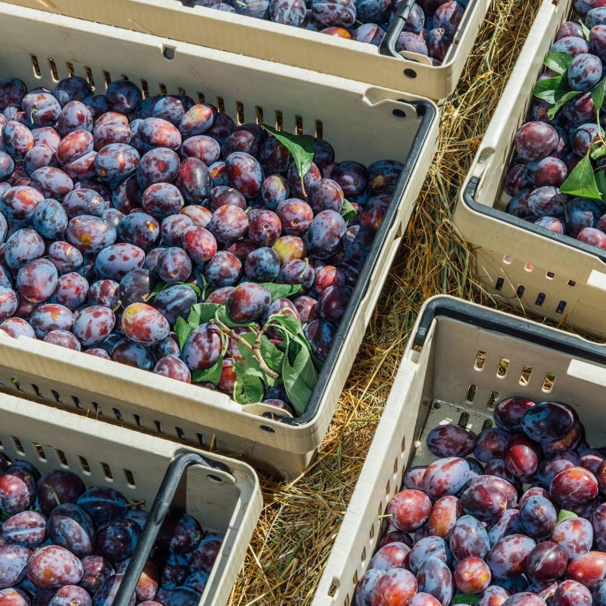 Island Plum Spoon Preserves - The Savory Pantry