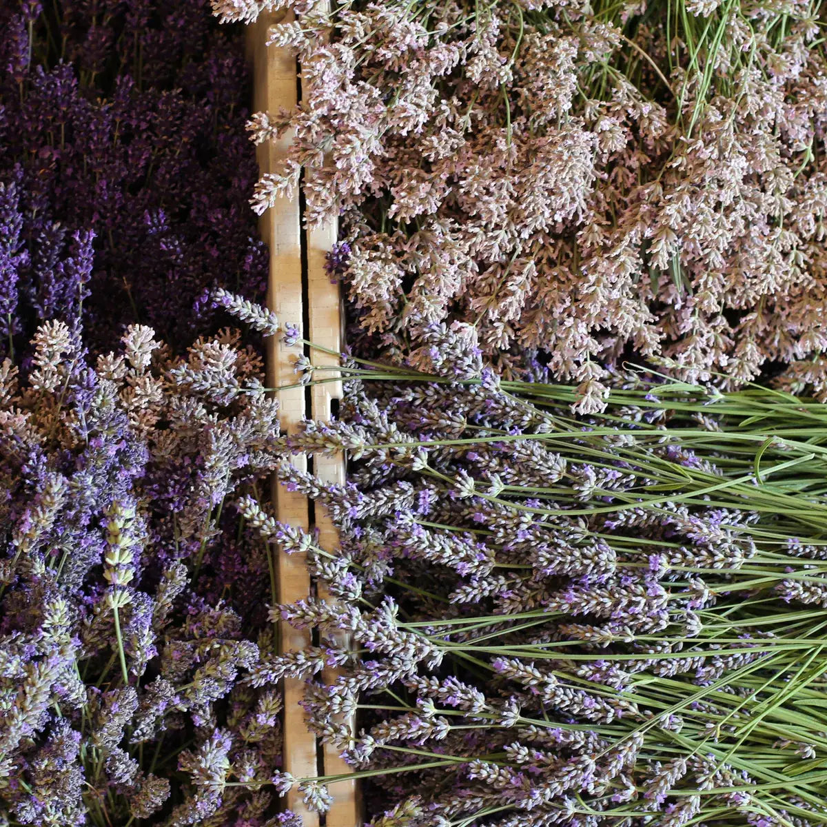Lemon Lavender Shrub