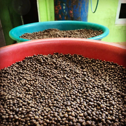 Guatemalan Sweet Allspice